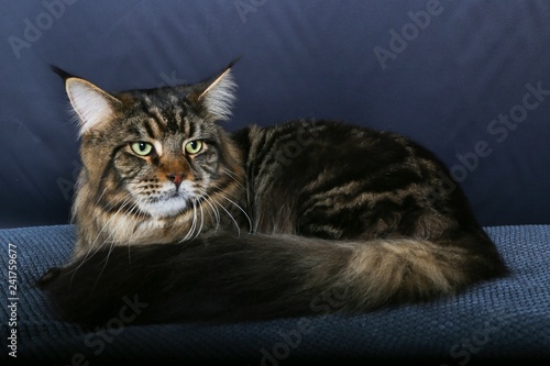 Chat Animal Felidae Animal De Compagnie Chaton Joli Domestique Portrait Fourrure Mammifere Yeux Chat Chat Tigre Regardant Beau Visage Animal De Compagnie Yeux Blanc Chat Sauvage Fa Stock Photo Adobe Stock Chat Animal Felidae Animal De Compagnie Chaton Joli Domestique Portrait Fourrure Mammifere Yeux Chat Chat Tigre Regardant Beau Visage Animal De Compagnie Yeux Blanc Chat Sauvage Fa Stock Photo Adobe Stock
