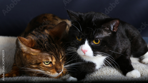 Chat Animal Animal De Compagnie Chaton Joli Felidae Domestique Fourrure Chat Yeux Portrait Blanc Noir Gris Animal De Compagnie Mammifere Chat Tigre Yeux Jeune Regardant Favoris Ch Buy This Stock Photo Chat Animal Animal De Compagnie Chaton Joli Felidae Domestique Fourrure Chat Yeux Portrait Blanc Noir Gris Animal De Compagnie Mammifere Chat Tigre Yeux Jeune Regardant Favoris Ch Buy This Stock Photo