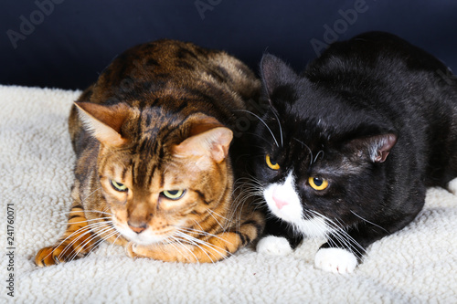 Chat Animal Animal De Compagnie Chaton Joli Felidae