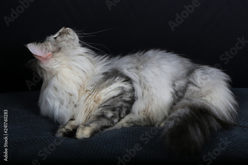 Chat Chaton Animal Animal De Compagnie Blanc Joli