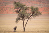Fototapeta  - Oryx Tree