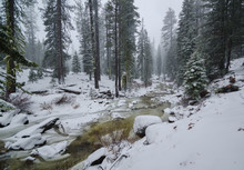 Snow Creek In The Yosemite High Country During A Blizzard.