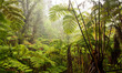 © Tandem Stock - The jungle in Volcanoes National Park, Hawaii.