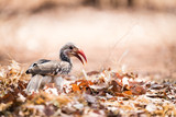 Fototapeta Sawanna - Red Billed Hornbill
