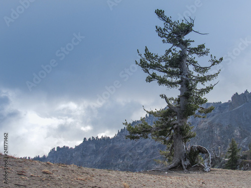Fotografie, Obraz Old alpine weathered tree on rim of Crater Lake