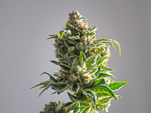 Recreational Marijuana Plant Bud Isolated White Background