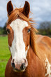 © paulacobleigh - Portait of overo patterned horse that is brown and white with two colored eyes