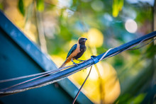 Burnished-buff Tanager (Tangara Cayana) AKA Saira Amarela Bird Standing On A Wire In Brazil's Countryside.