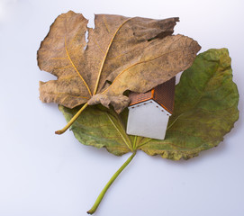 Little model house placed between two Autumn leaves