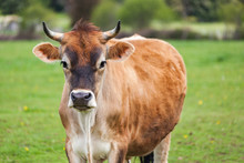 Healthy Young Brown Swiss Bull In A Pasture