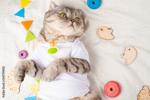 Fotografie, Obraz Cute Kitten, on a light background with children's toys, and a pacifier