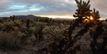Emerging Sunrise Over The Cholla Cactus Garden In Joshua Tree National Park