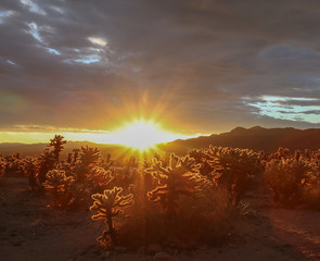 Sunrise over the Cholla Cactus Garden in Joshua Tree National Park