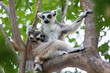 Portrait of lemur catta baby eating milk mother on tree  (ring tailed lemur)