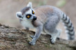 Close-up portrait of lemur catta (ring tailed lemur) - Image