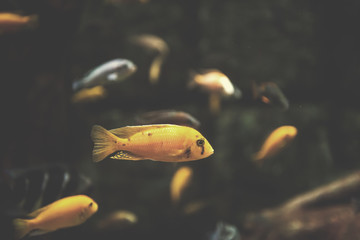 Wall Mural - aquarium with colorful fishes