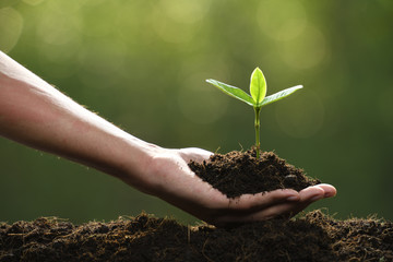 Wall Mural - Hand holding and caring a green young plant