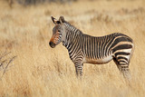 Fototapeta Sawanna - Cape mountain zebra (Equus zebra) in natural habitat, Mountain Zebra National Park, South Africa.