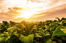 Tobacco Fields Of Thai Farmers With Beautiful Sky Background In Asia