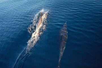 Wall Mural - School / pod of common bottle nose dolphins in the Pacific ocean between Santa Barbara and the Channel Islands in California United States