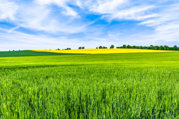 Canvas Print - Green field, spring landscape with wheat on fields and trees on the sky horizon