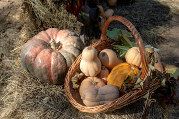 The autumn harvest with farmstead farmer.