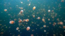 Jellyfish Lake In Palau Is An Enclosed Marine Lake Containing Millions Of Golden And Moon Jellyfish. Unlike Jellyfish Commonly Palau's Jellyfish Have Evolved Not To Sting In The Absence Of Predators.