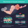 The muscle contraction as a result of Nerve impulses set off a biochemical reaction that causes myosin to stick to actin. Human body infographic.