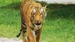 Indian Tiger Background