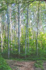 Wall Mural - Beautiful birch forest in summer