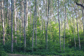 Wall Mural - Beautiful birch forest in summer