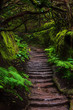 Path in Anaga Rainforest on Tenerife island, Spain.