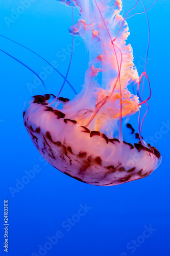Fotografie, Obraz Orange jelly fish on a dark blue background
