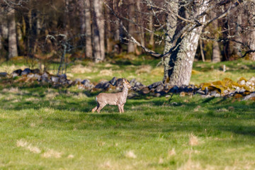 Wall Mural - Roe Deer on a meadow by the woodland in spring