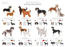 Hunting Dogs Collection Isolated On White. Flat Style. Different Color And Country Of Origin