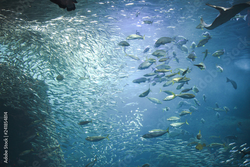 水族館 大水槽 イワシの群れ 日本近海の魚 Buy This Stock Photo And Explore Similar Images At Adobe Stock Adobe Stock