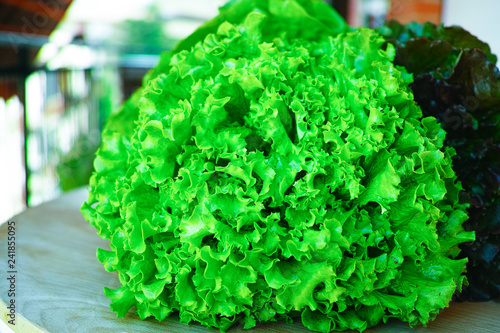 Fotografía Fresh organic green lettuce leaf vegetable ready to eat in salade, healthy food