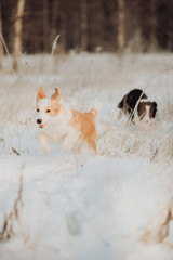 Wall Mural - Young Female black and white Border Collie and red dog puppy stay In Snow During Sunset. winter forest on background