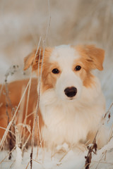 Wall Mural - Young puppy red Border Collie stay In Snow During Sunset. winter forest on background