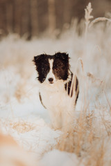 Wall Mural - Young Female black and white Border Collie stay In Snow During Sunset. winter forest on background