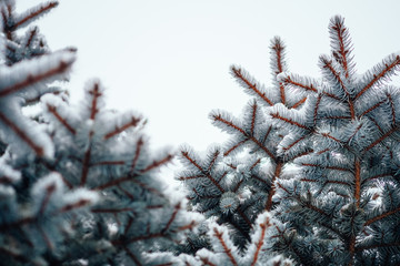 Wall Mural - Winter cold snow frost background fir tree close up