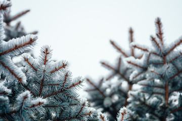 Wall Mural - Winter cold snow frost background fir tree close up