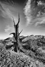 Black And White Ancient Tree In Paria Canyon, Nearby Kanab, Utah