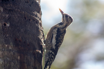 bird in the tree