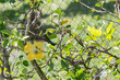 Colibri -  humming-bird