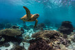 Sea turtle swims on the Great Barrier Reef, Australia