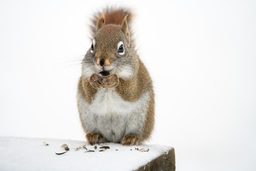 Poster - close up of one  squirrel eating sunflower seeds in winter 