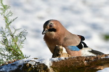 Jay Bird During Winter Looking For Food