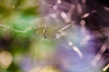 Spider