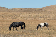 Wild Horse Mare And Foal In Utah